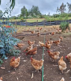 Gallinas Libres criadas en el campo Huerto & Campo