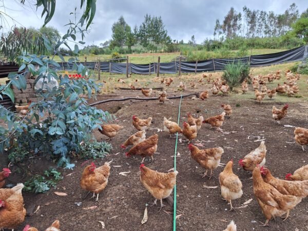 Gallinas pasteando al aire libre de Huerto & Campo