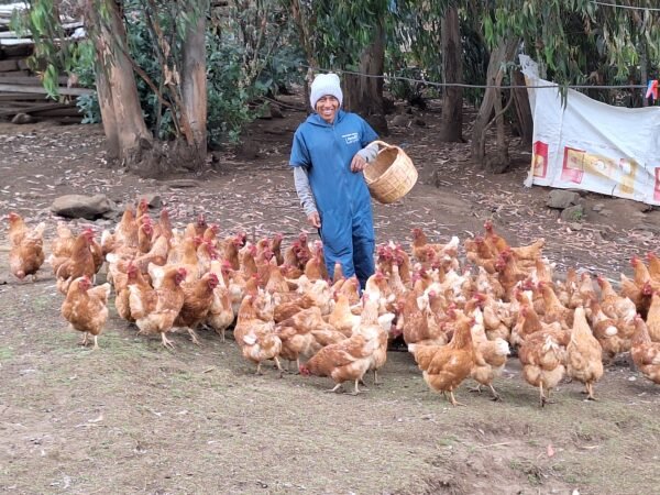 Gallinas pidiendo comida de Huerto & Campo